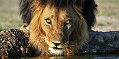Wildlife fotografie